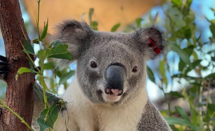 A koala in a gum tree.